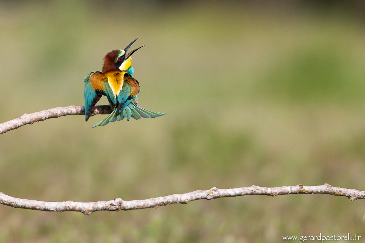 Bee eater 81